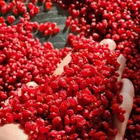 زرشک اعلا با قیمت واقعی کشاورز