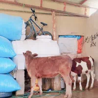 گاو یا گوساله سمینتال شرابی|حیوانات مزرعه|بروجرد, |دیوار