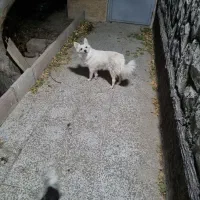 سگ اشپیتز ماده شناسنامه دار|سگ|شهریار, شهریار|دیوار