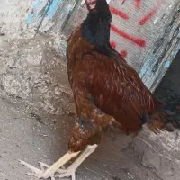 جوجه مرغ