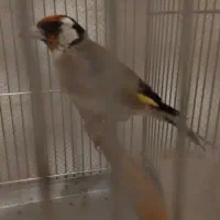 جوجه سهره پارسال متولد قفس