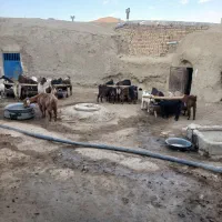 ۲۰عدد بز جوان هم داشتی هم کشتار ی قیمت توافقی|حیوانات مزرعه|ملایر, |دیوار