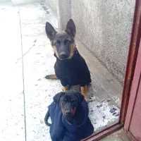 دوبرمن ماده ژرمن شپرد ورک لاین نر|سگ|تبریز, |دیوار