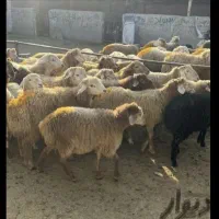 گوسفند مغان بیجار بجنورد افشار کردستانی زنده قصاب|حیوانات مزرعه|تهران, مرزداران|دیوار