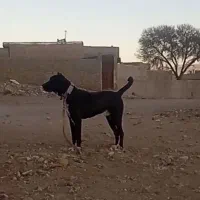 کوچوک فروشیه