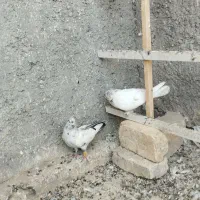 کبوتر|پرنده|معصومیه, |دیوار
