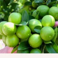 اجاره 3 هکتار باغ لیمو