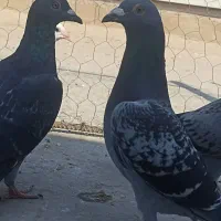 کبوتر پلاکی به شرط|پرنده|برازجان, |دیوار