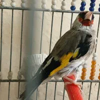 سهره دورگ نر و ماده معاوضه|پرنده|ابریشم, |دیوار