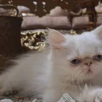 پرشین هیمالین رد پوینت ماده|گربه|تبریز, |دیوار