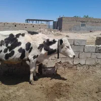 گاو|حیوانات مزرعه|تربت جام, معدآباد|دیوار