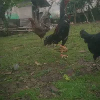 تخم لاری از بهترین مرغ خروس ها