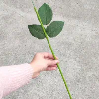 ساقه گل برگ دار