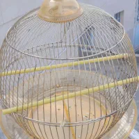 قفس طلایی سالم|لوازم جانبی حیوانات|سنندج, |دیوار