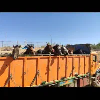 خرید فروش اسب