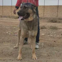 سگ سرابی اصیل باشجره