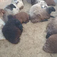 بره نر از ۴۰ کیلو به بالا