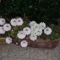 گل کاکتوس بسیار زیبا