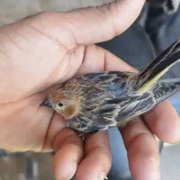 سهره گلبسر وسهره ببری وسهره سبزوسینه سرخ