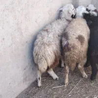 گوسفند. بره ماده نازار|حیوانات مزرعه|بروجرد, |دیوار