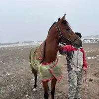 اسب عرب کورسی|اسب و تجهیزات اسب‌سواری|شاندیز, |دیوار