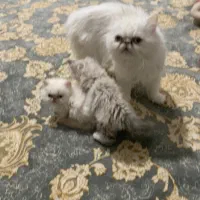 گربه|گربه|جوانرود, |دیوار