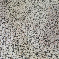 عدس ،لوبیا و...