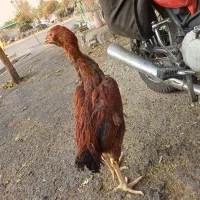 لاری یک ملیون