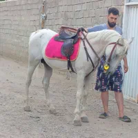 اسب نریان ۱۰ساله