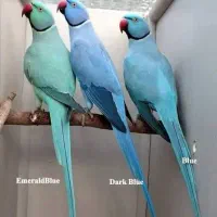 خ ریدو معاوضه ملنگو وشاه طوطی