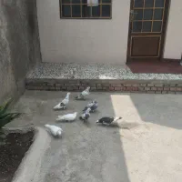 کبوتر