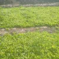 کاهو روغنی|خوردنی و آشامیدنی|خان ببین, |دیوار