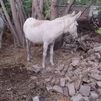 مادیان والاغ گوسفندی