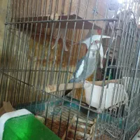 4جفت عروس هلندی معاوضه با گرینچیک