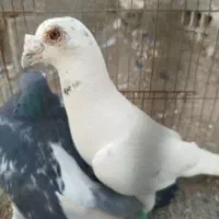 کفتر توافقی