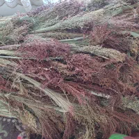 جارو شهری قرمز درجه ۱|لوازم نظافت|کرمانشاه, |دیوار