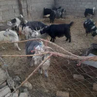 بز چاق وداشتی