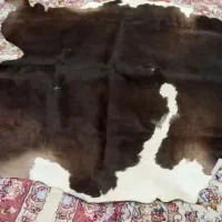 پوست گاوی