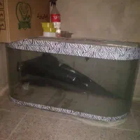 اکواریوم شیشه خم شرکتی سالم