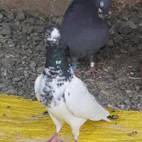 کفتر جمله