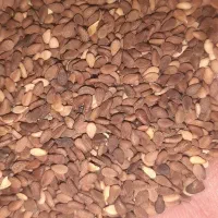 کنجد درجه یک