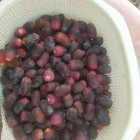 خرما|خوردنی و آشامیدنی|زاهدان, |دیوار