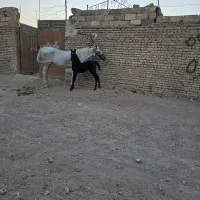 کارگر برای اسطبل