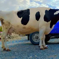 گاو|حیوانات مزرعه|سراوان, |دیوار