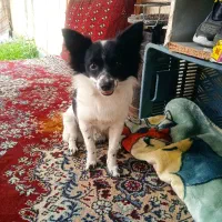 سگ پا کوتاه