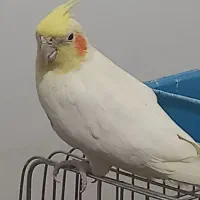 فروش عروس هلندی ماده مبلغ۱۱۰۰۰۰۰تومان