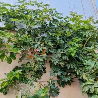 کارشناس مشاور گل و گیاه و باغبانی|خدمات باغبانی و درختکاری|مشهد, هفت تیر (حافظ)|دیوار