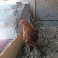 خروس برهمایی