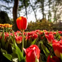 فروش-باغ-و-زمین