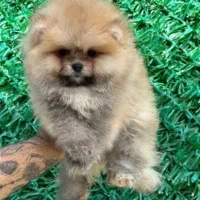 سگ پامر. با درصد وخط خونی بالا ضمانت کتبی|سگ|مشهد, وکیلآباد|دیوار